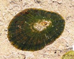 Helcion concolor