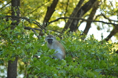 Chlorocebus pygerythrus