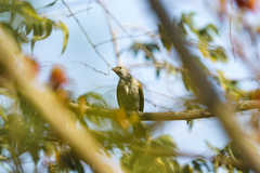 Indicator variegatus