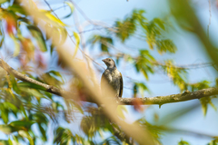 Indicator variegatus