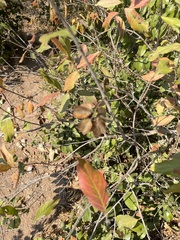 Combretum celastroides