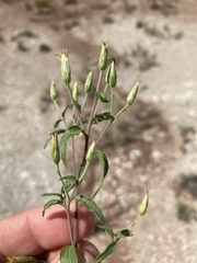 Brickellia brachyphylla