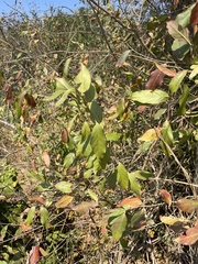 Combretum celastroides