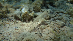 Gobius bucchichi