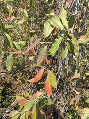 Combretum celastroides
