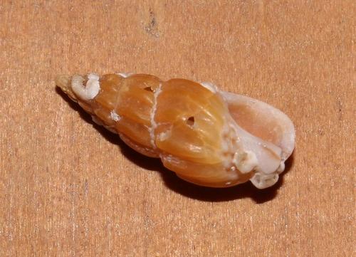Clionella rosaria