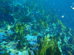 Pachymetopon blochii