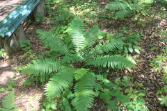 Dryopteris crassirhizoma