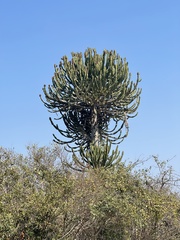 Euphorbia confinalis image