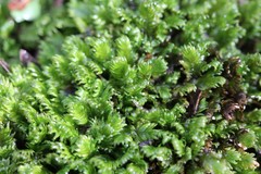 Fissidens osmundioides