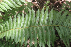 Dryopteris crassirhizoma