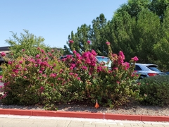 Bougainvillea × buttiana