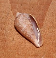 Conus tinianus