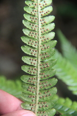 Dryopteris crassirhizoma