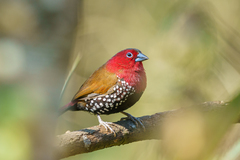 Hypargos niveoguttatus