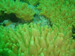 Pachymetopon blochii