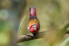 Hypargos niveoguttatus