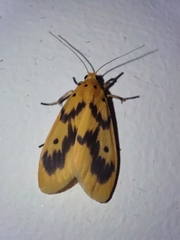 Miltochrista undulata