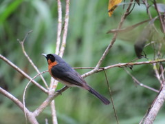 Symposiachrus trivirgatus