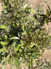 Thilachium africanum