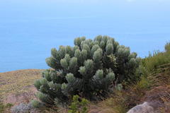Leucospermum conocarpodendron conocarpodendron