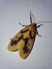 Miltochrista undulata