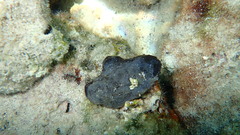 Phallusia fumigata