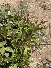 Thilachium africanum