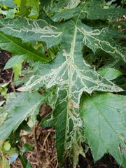 Phytomyza bipunctata