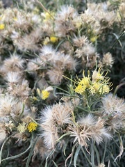 Ericameria discoidea