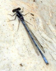 Pseudagrion furcigerum
