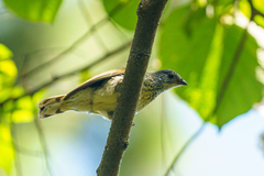 Indicator variegatus