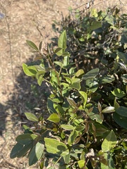 Thilachium africanum