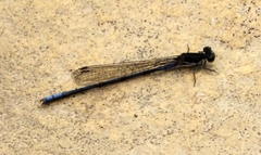 Pseudagrion furcigerum