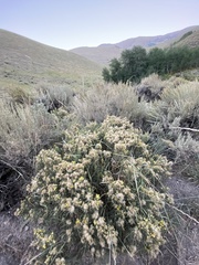 Ericameria discoidea