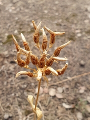 Blackstonia grandiflora image