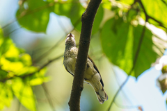 Indicator variegatus