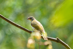 Indicator variegatus