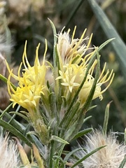 Ericameria discoidea