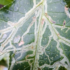 Phytomyza bipunctata