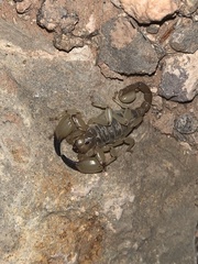 Anuroctonus phaiodactylus
