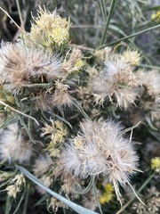 Ericameria discoidea