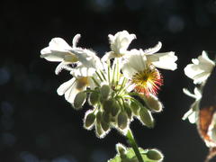 Sparrmannia africana
