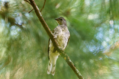 Indicator variegatus