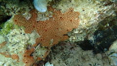 Hemimycale columella