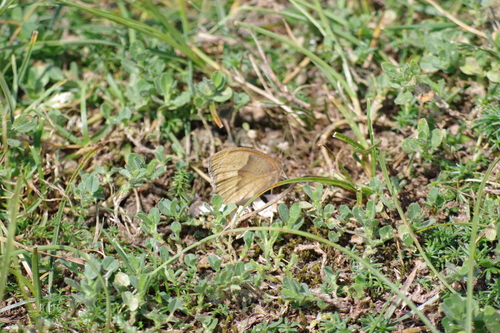 Maniola jurtina