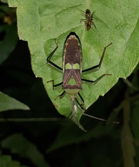 Prismatocerus