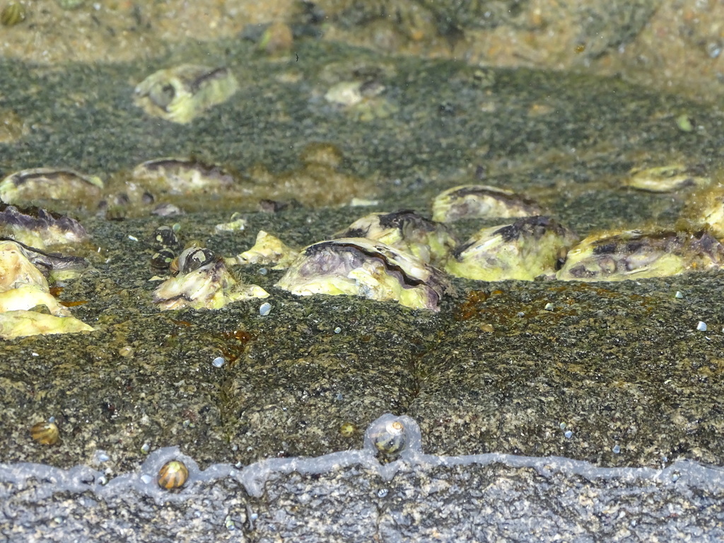 hooded oyster