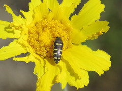 Acmaeodera alicia