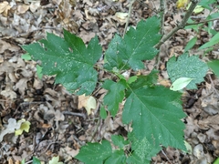 Torminalis glaberrima